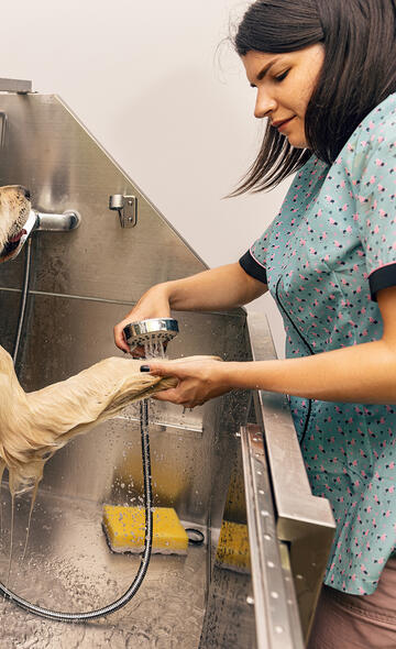 Fiche formation Toiletteur d'animaux_CMA