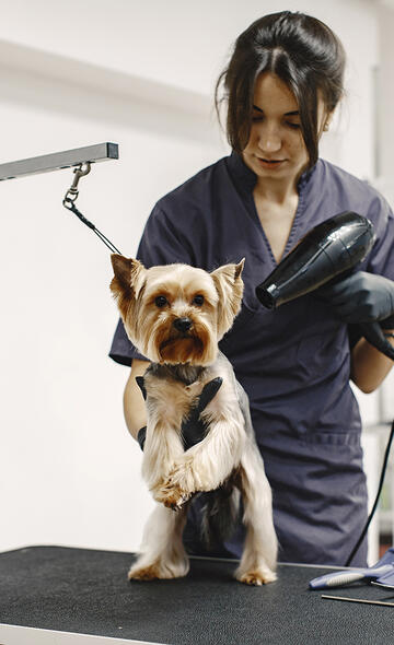 Devenir Toiletteur d'animaux