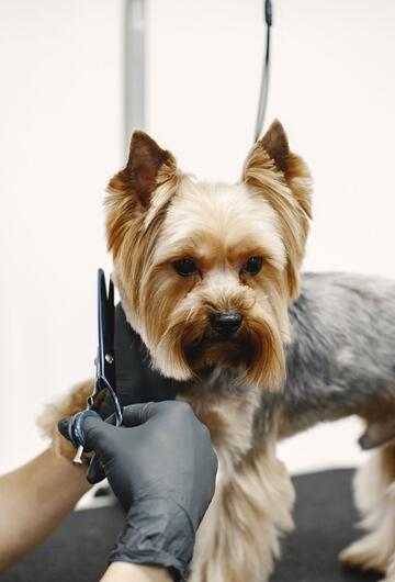 toiletteur canin apprentissage