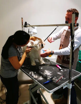 Formation toiletteur animaux artisanat_CMA